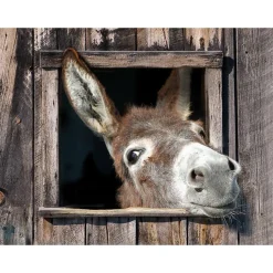 All Seasons Posters  ezel 80 x 60 tuinposter