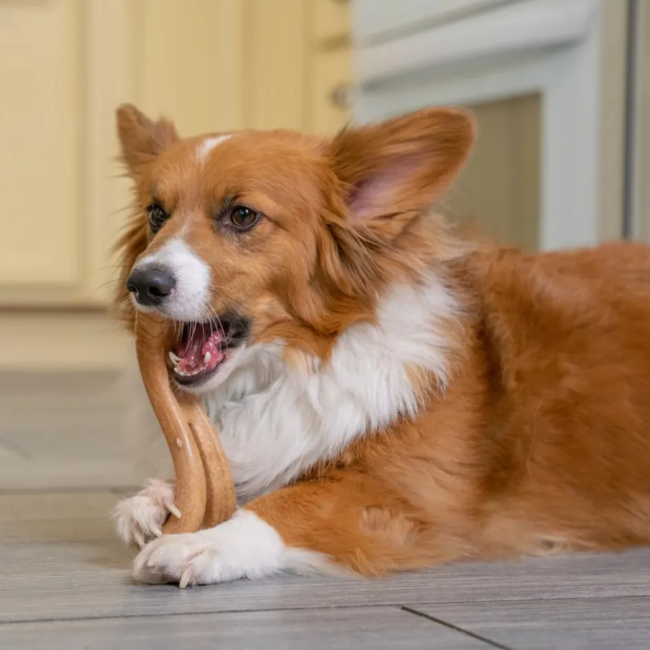 Petstages Dogwood Flip & Chew hondenspeelgoed M